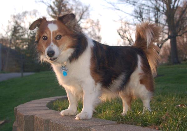 /Images/uploads/Louies Legacy Animal Rescue/cutest-rescue-pet-2023/entries/28110thumb.jpg